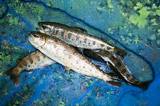 魚 魚